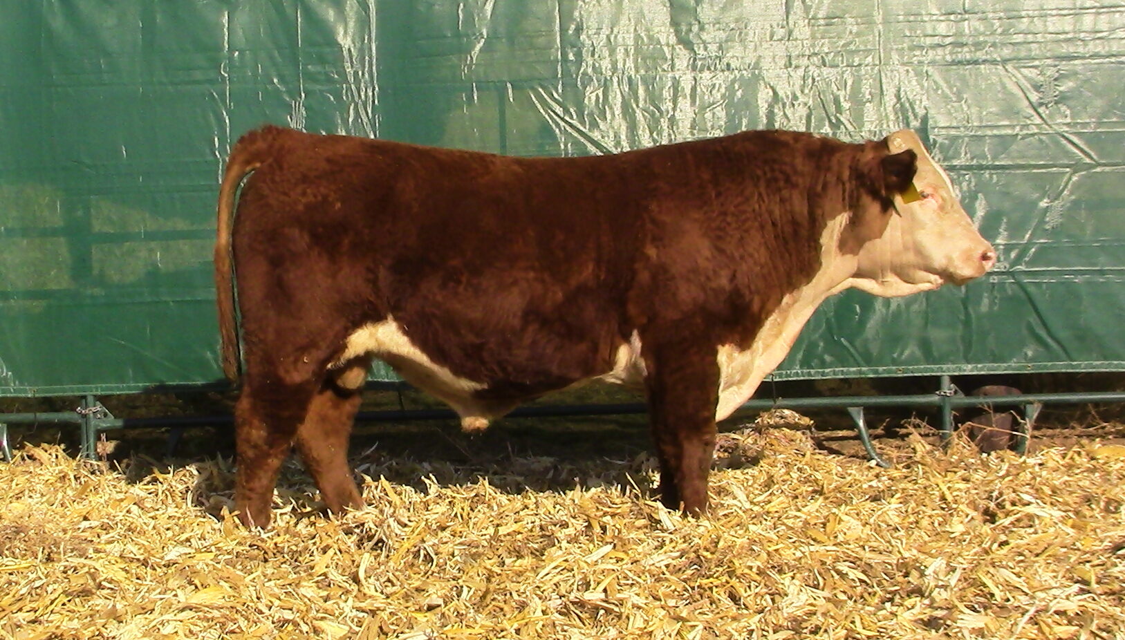 Windhorst Polled Herefords
