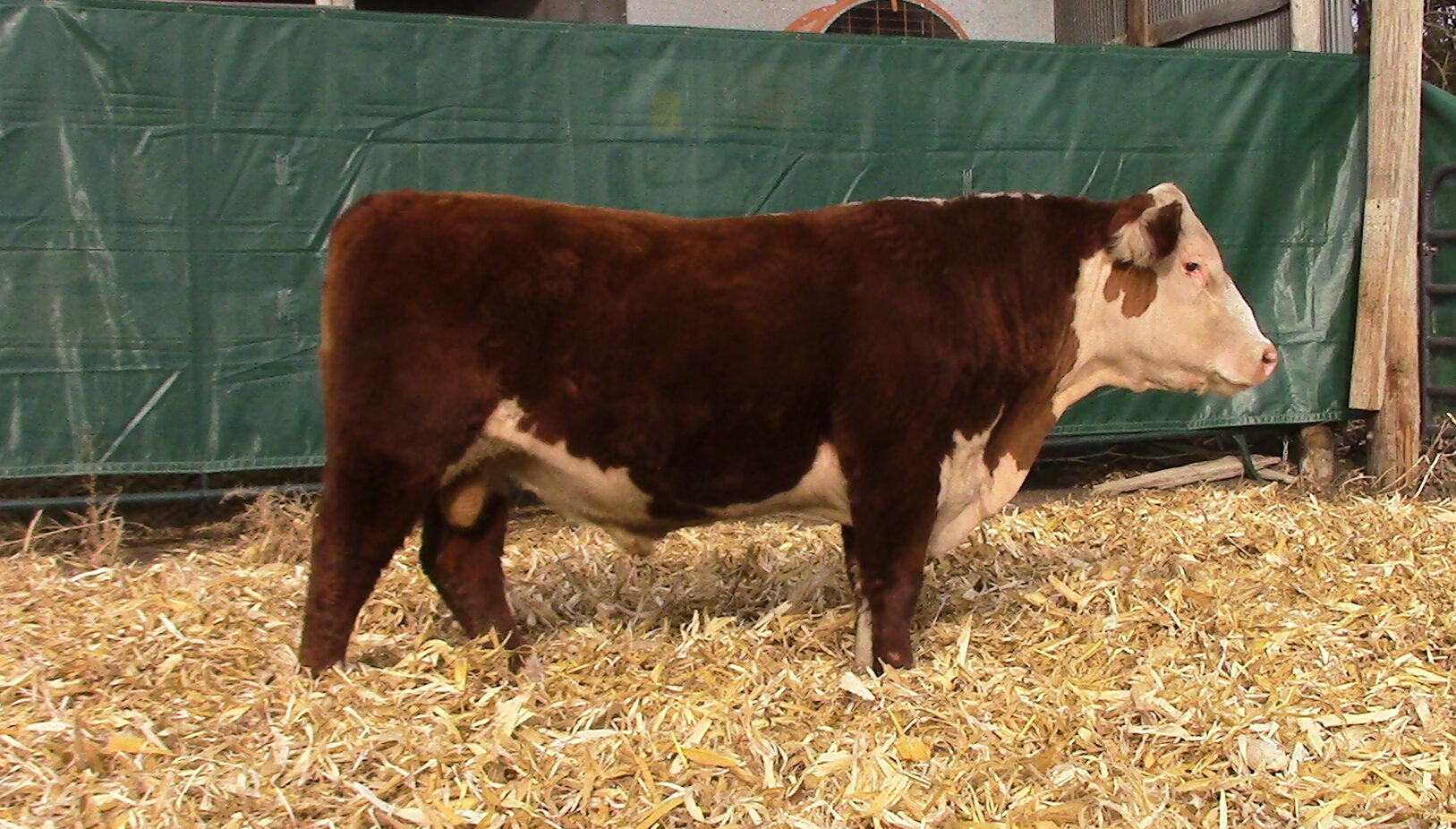 Sales Windhorst Polled Herefords