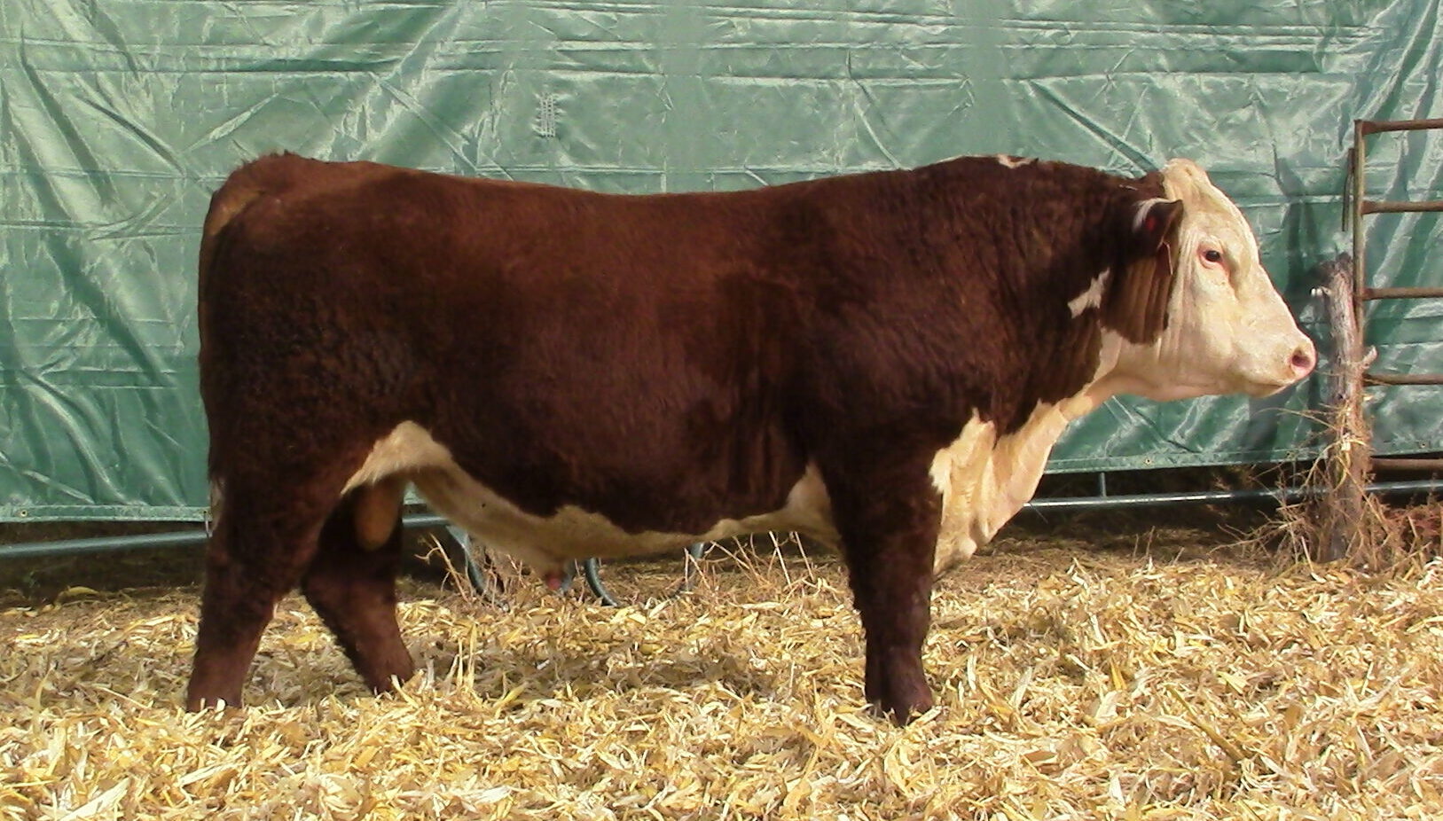 Sales Windhorst Polled Herefords