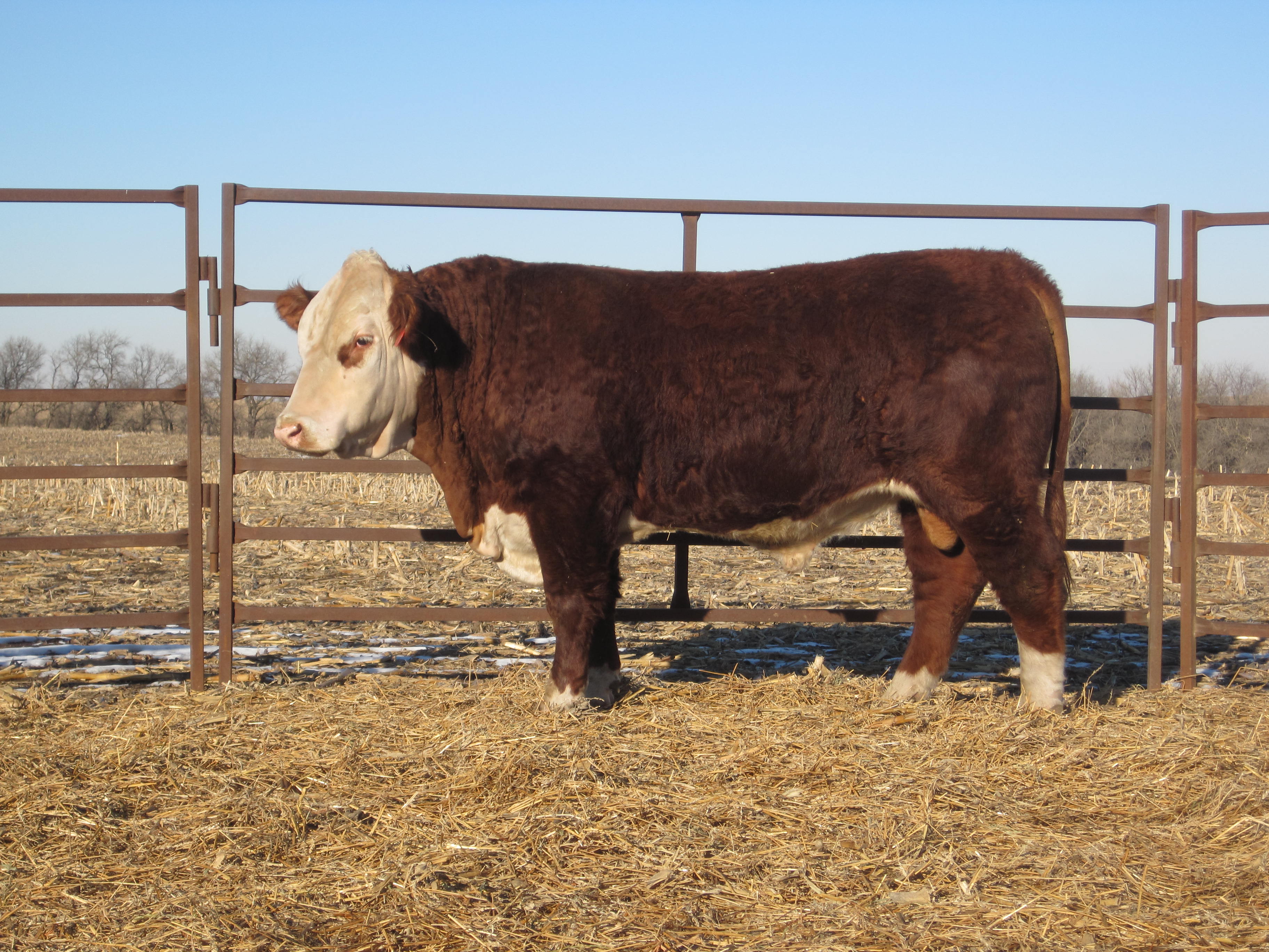 130Y Windhorst Polled Herefords