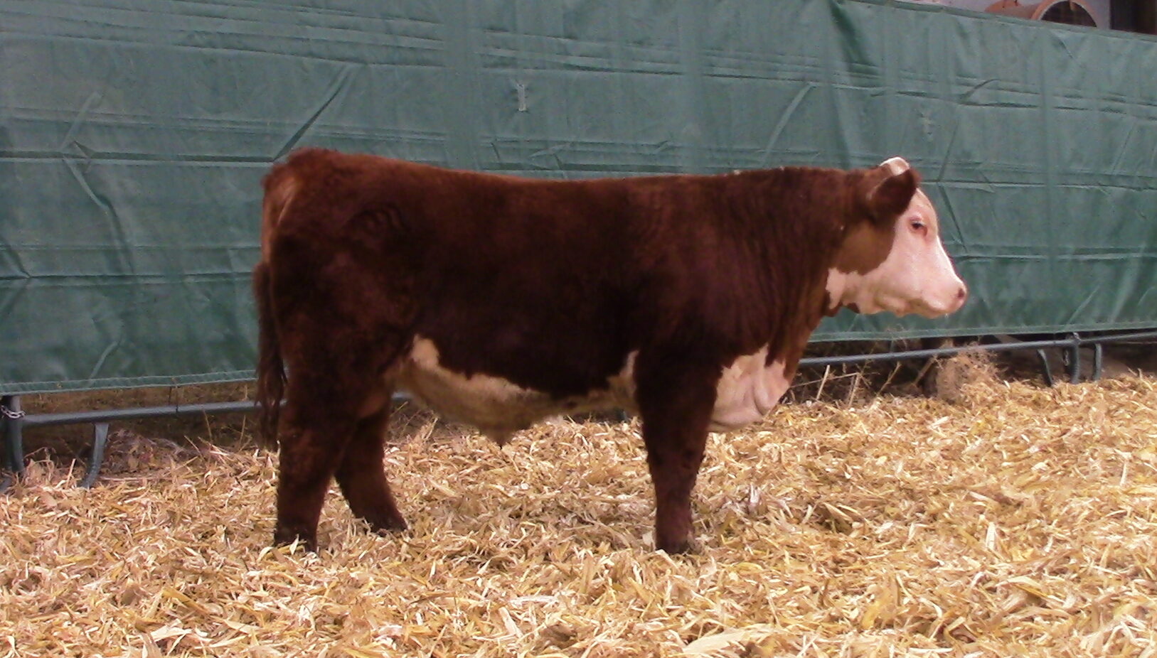 Sales Windhorst Polled Herefords