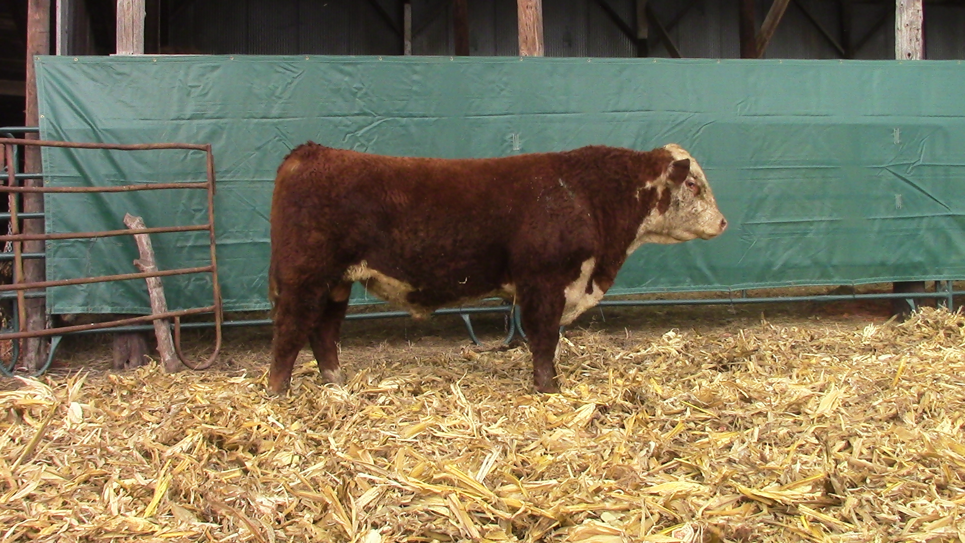 Sales Windhorst Polled Herefords