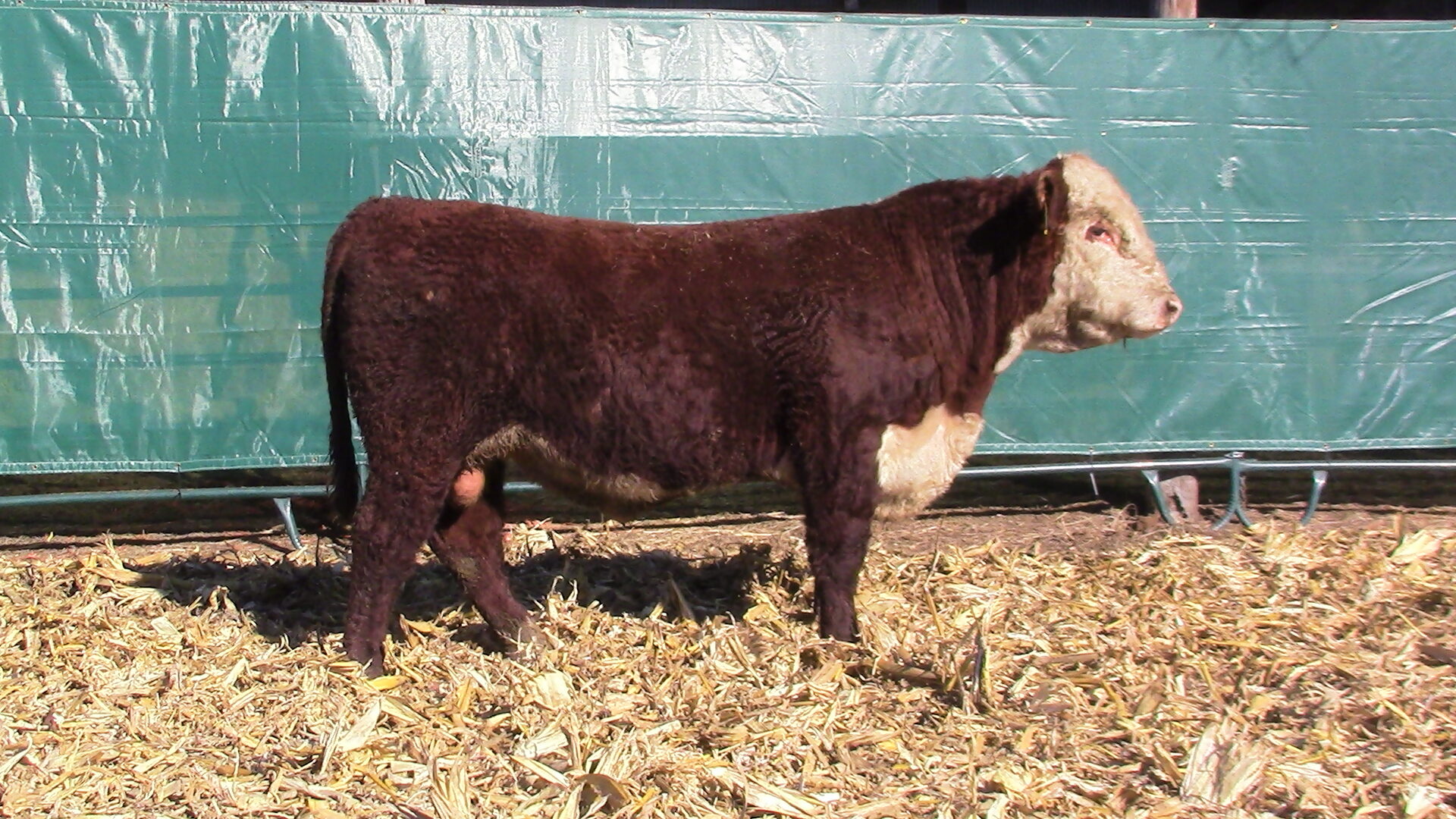 Sales Windhorst Polled Herefords