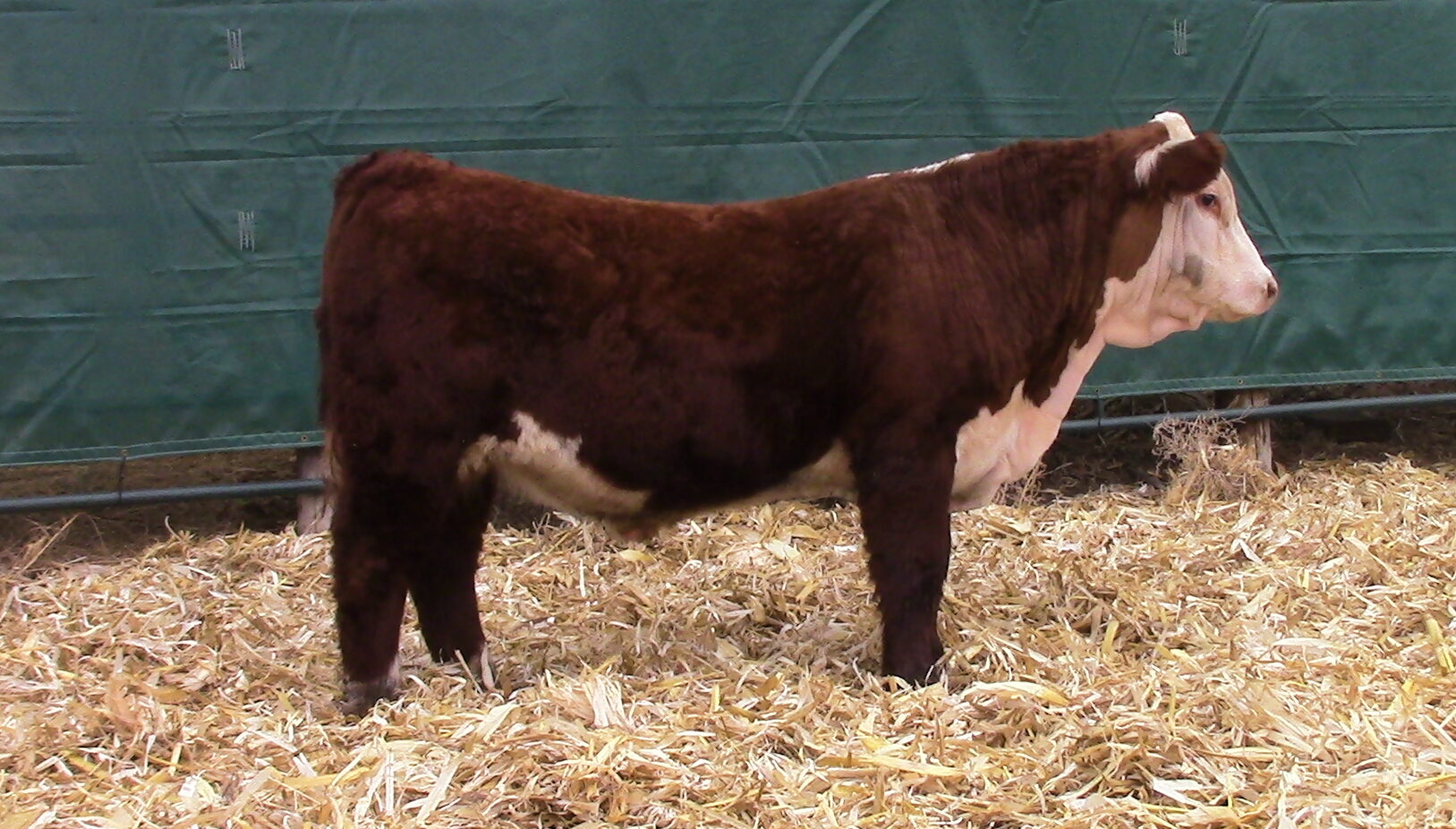Sales Windhorst Polled Herefords
