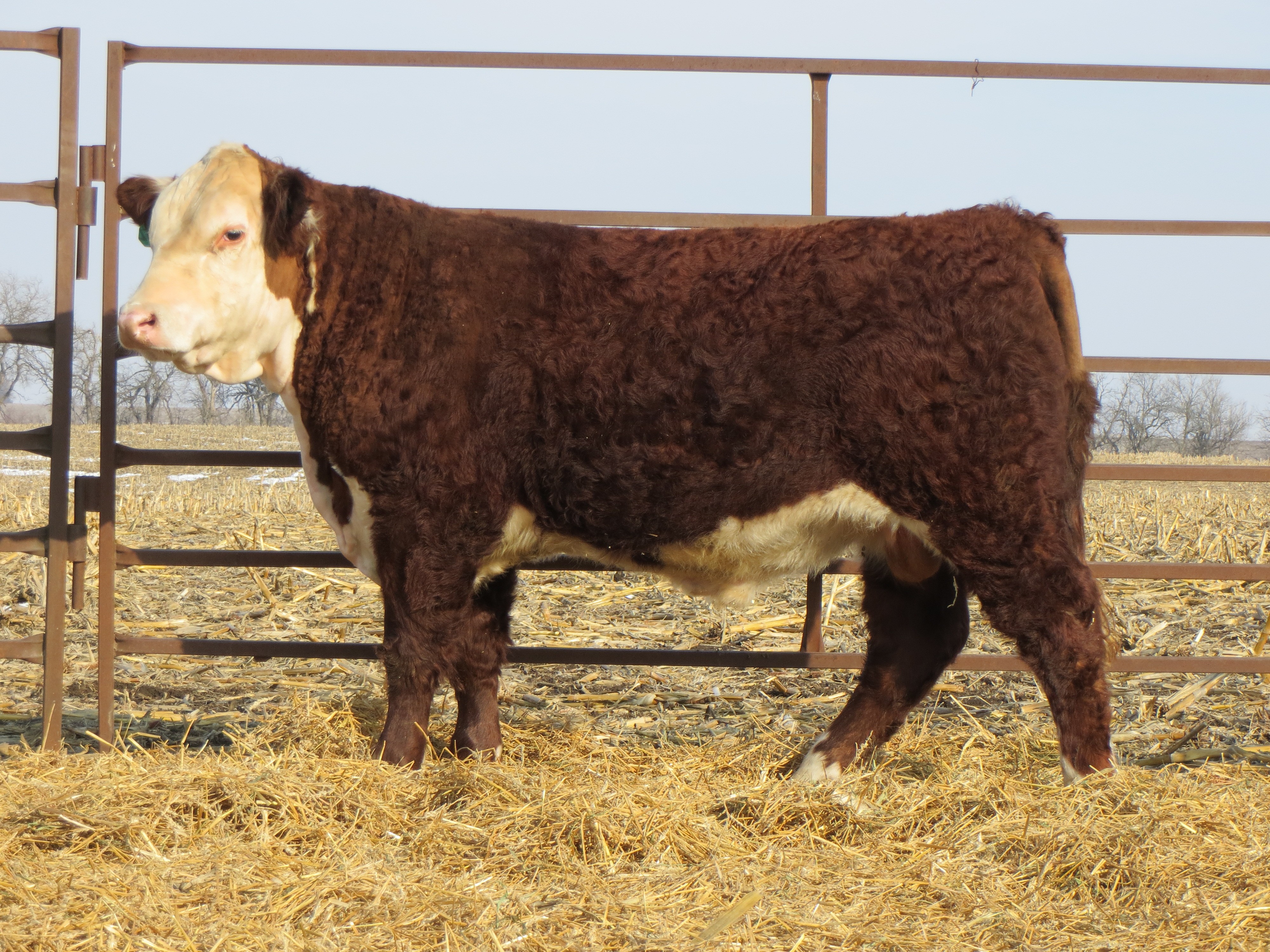200Z Windhorst Polled Herefords