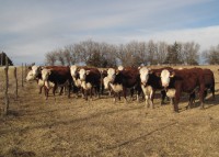 ’12 Bred Heifers